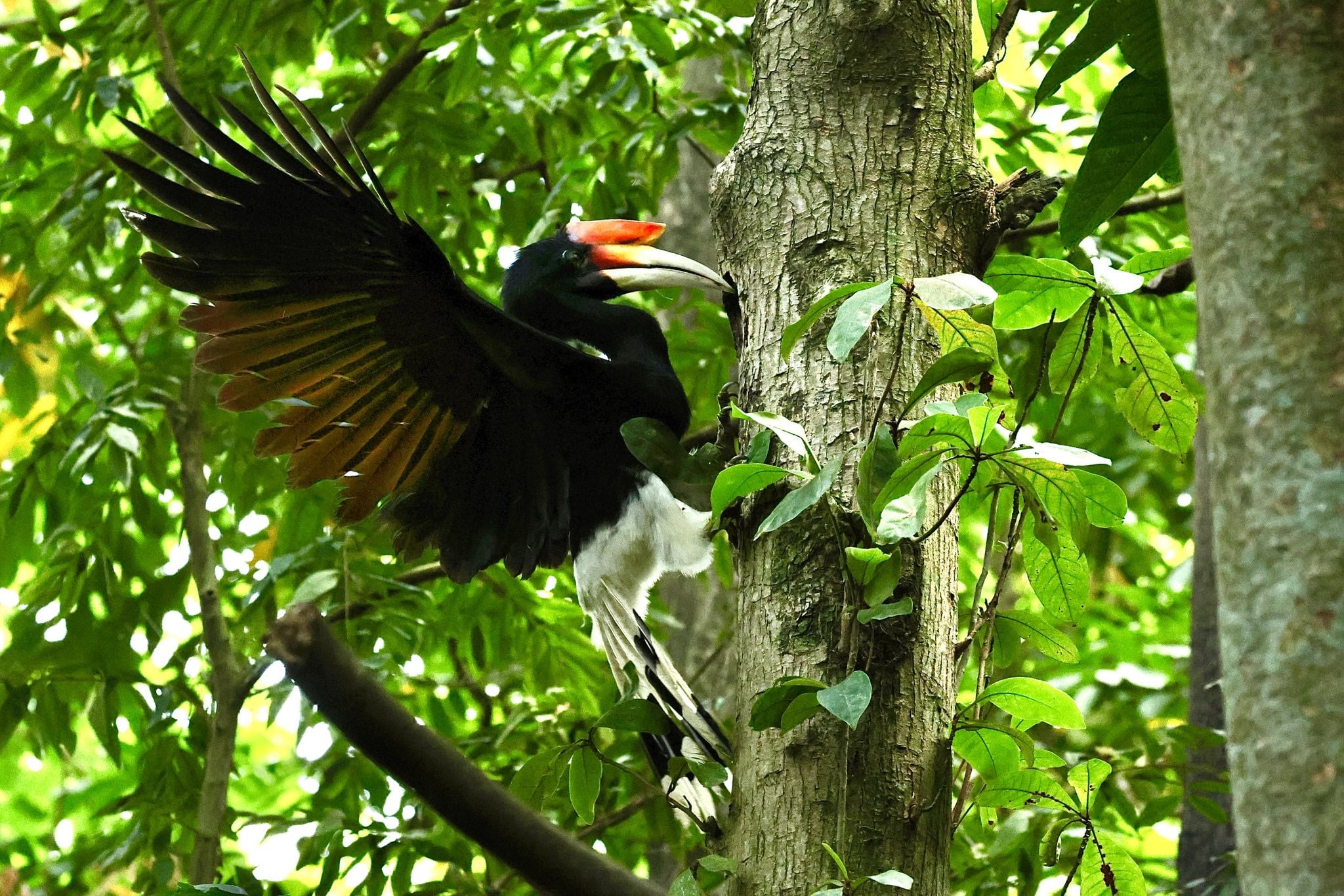 rhinoceros hornbill nest
