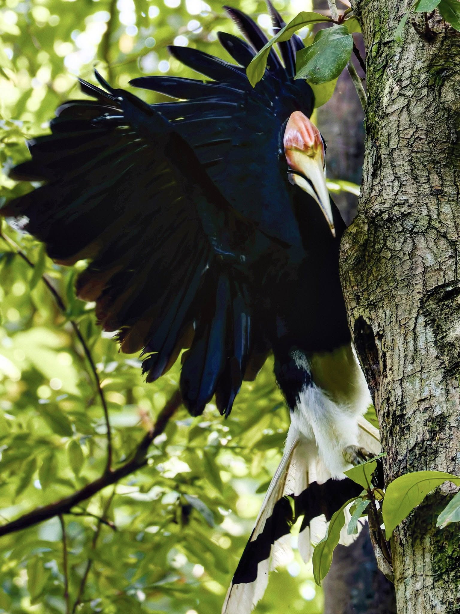 rhinoceros hornbill nest