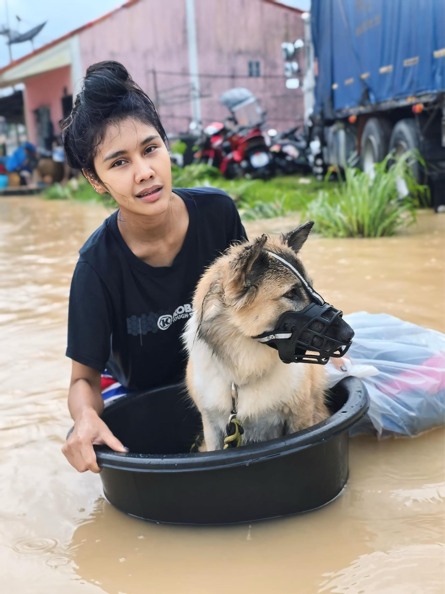 stuck roof dog flood walk