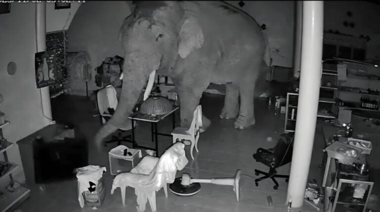 woman lids shop elephant tv