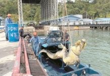 500g crocodile Lubukan Island