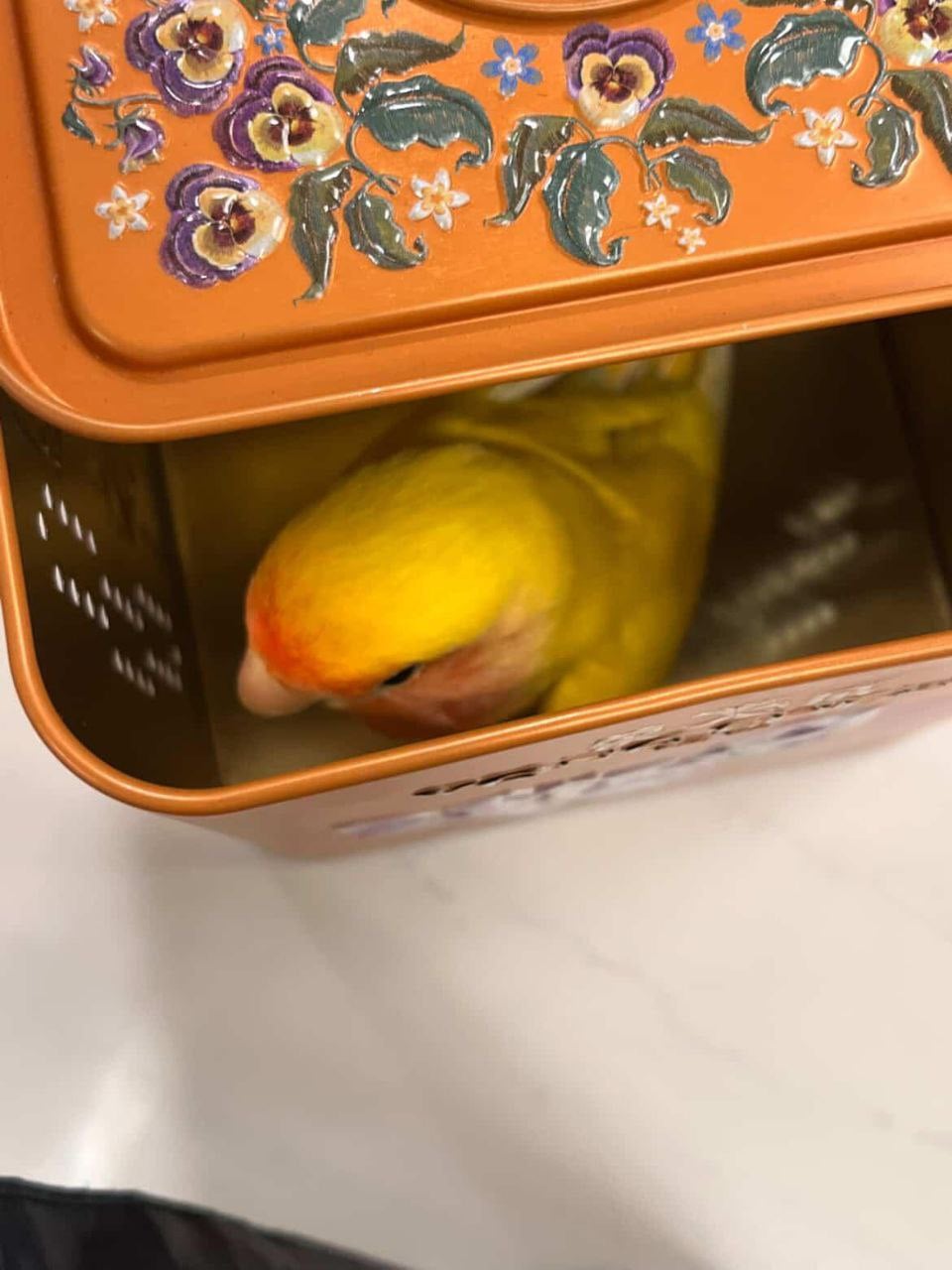 lost bird marine parade