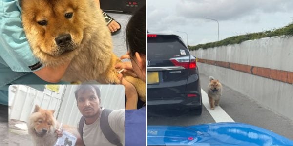 Missing dog found on 3rd day of search after escaping from pet boarder