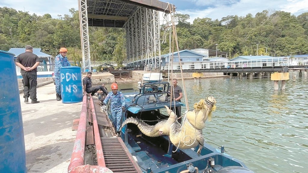 500g crocodile Lubukan Island