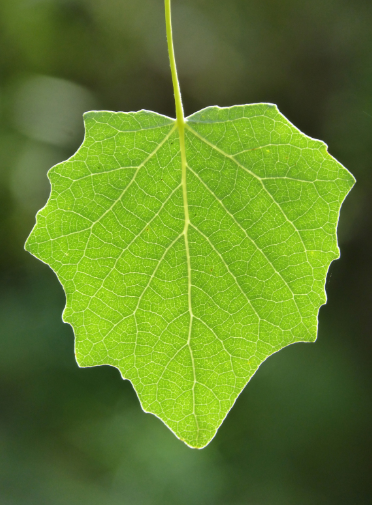 man spitting leaf