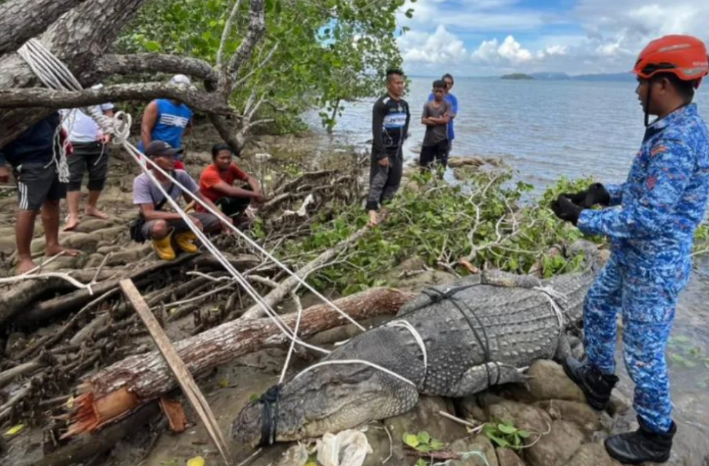 500g crocodile Lubukan Island