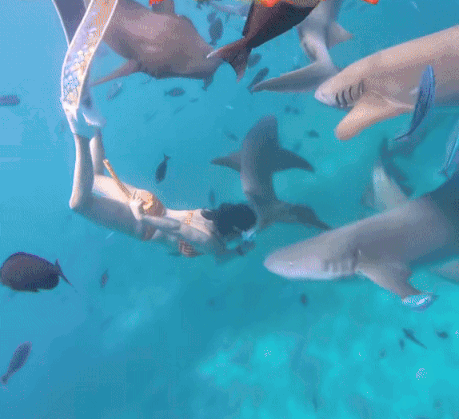 chinese woman bitten shark maldives