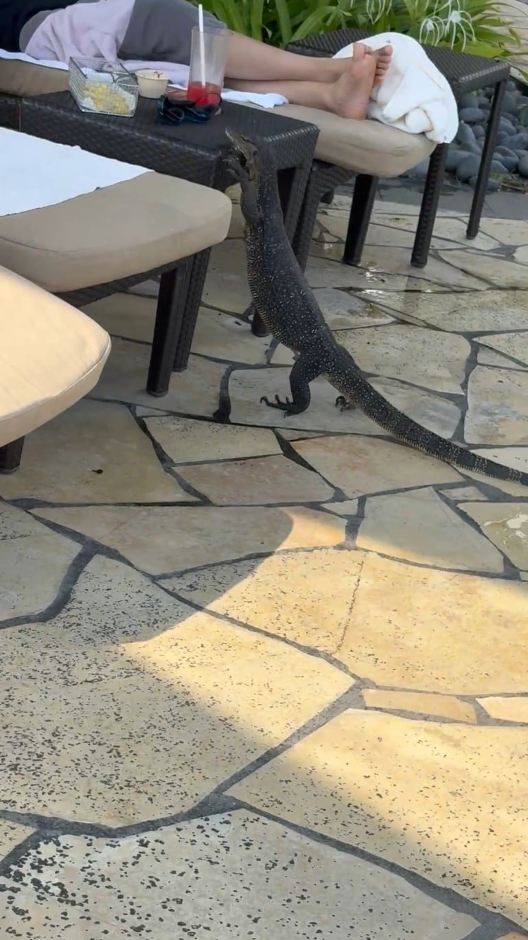 monitor lizard fries