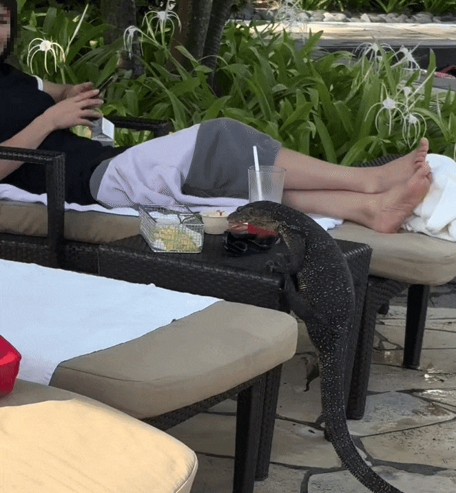 monitor lizard fries