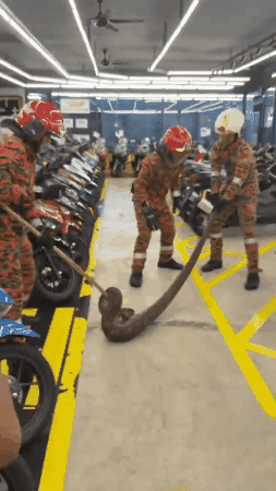 pythons ceiling motorbike shop
