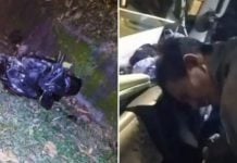 motorcyclist crashes into elephant