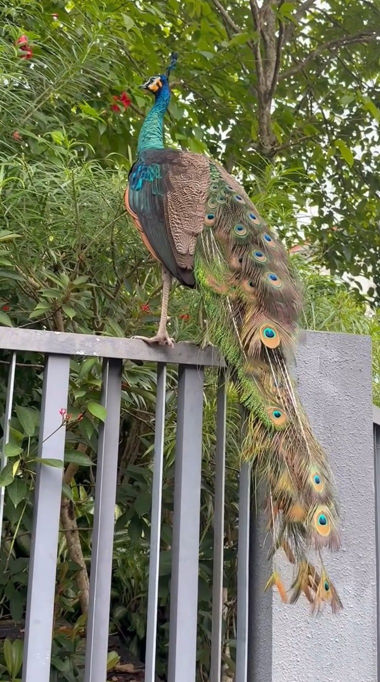 peacock sembawang
