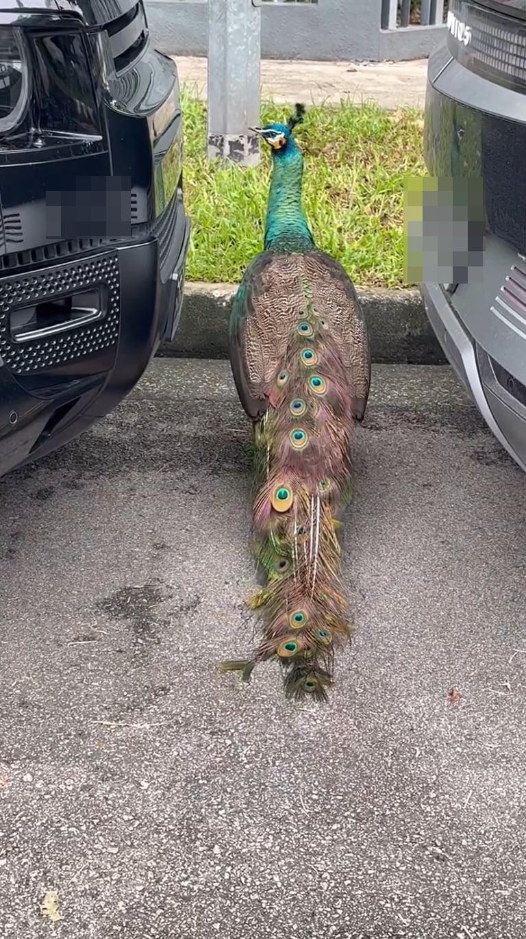 peacock sembawang