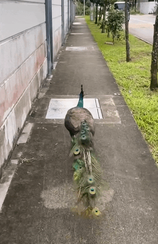 peacock sembawang