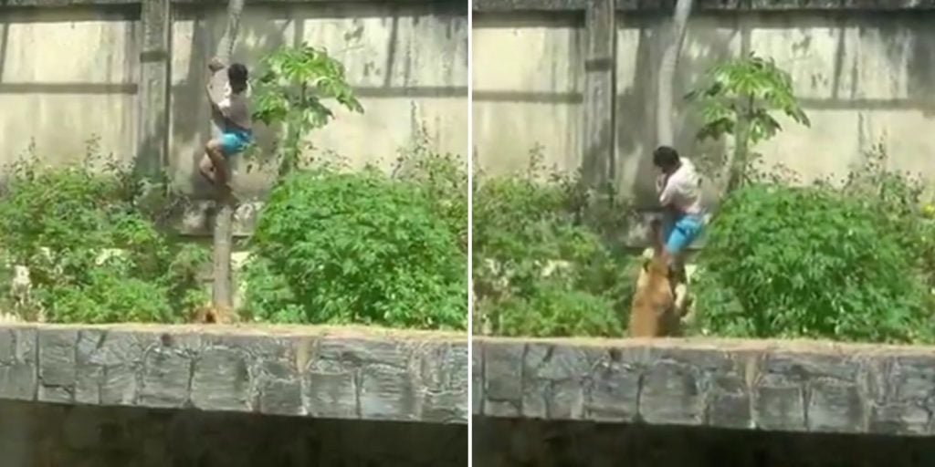 teenager lioness brazil