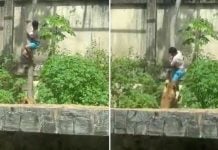 teenager lioness brazil