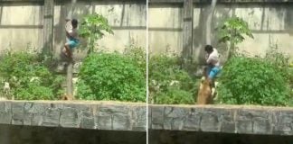 teenager lioness brazil