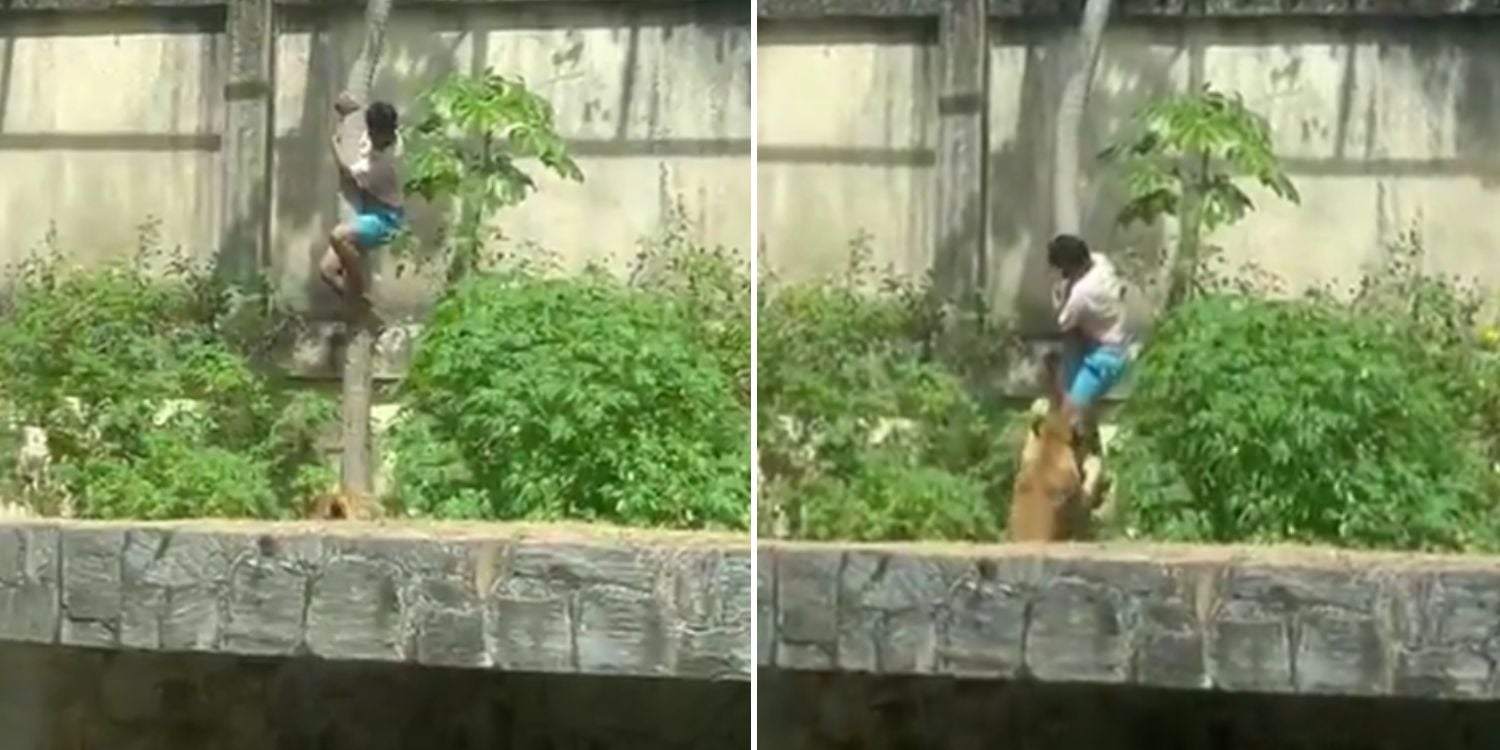 teenager lioness brazil