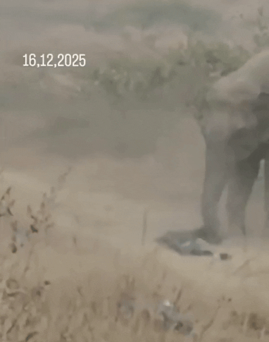 trampled to death wild elephants