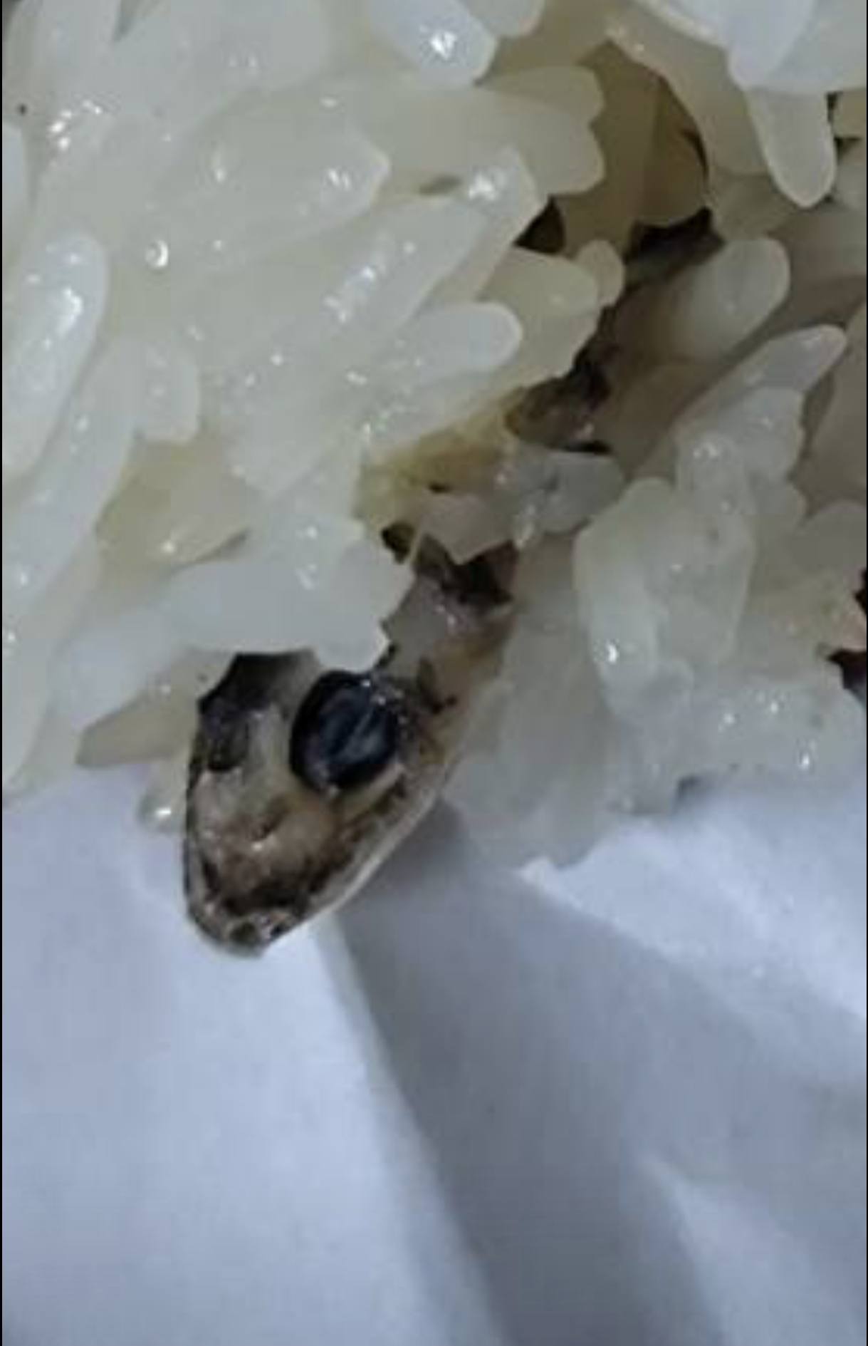 dead gecko sticky rice