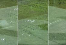 paya lebar field litter