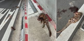 pangolins struck dead by vehicle