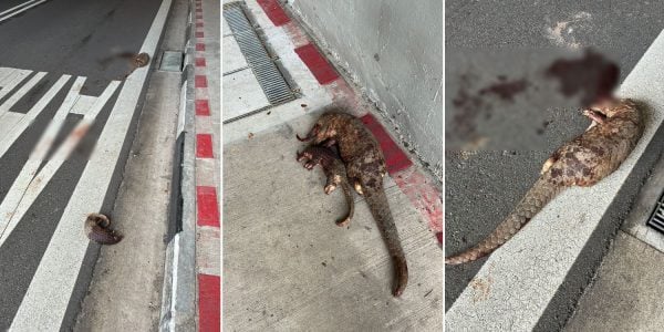 pangolins struck dead by vehicle