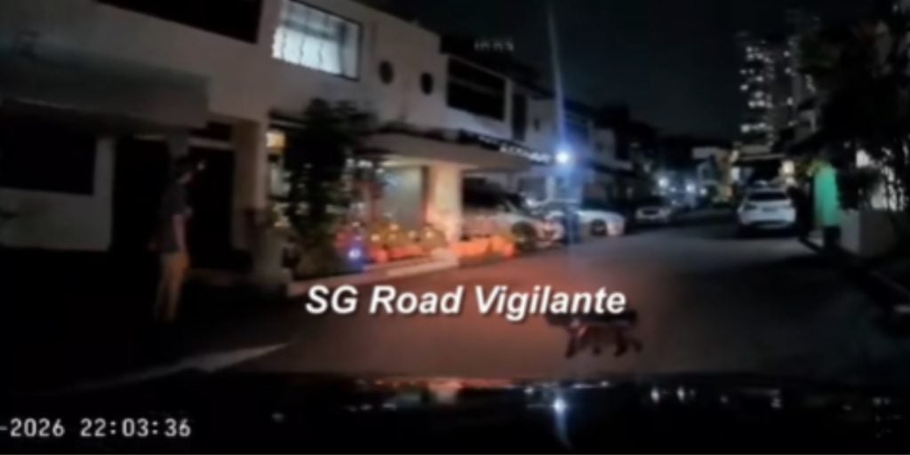 Cat about to get run over