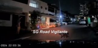 Cat about to get run over