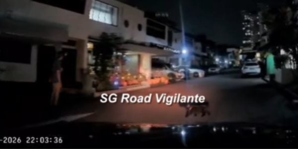 Cat about to get run over