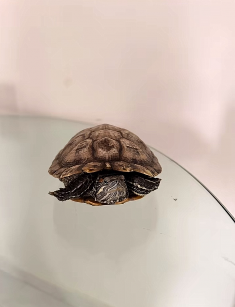 terrapin on table
