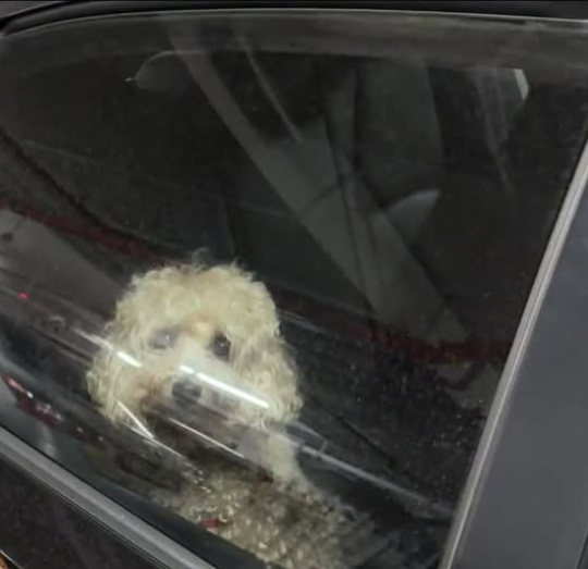 dog inside car