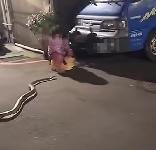 python toddler taiwan