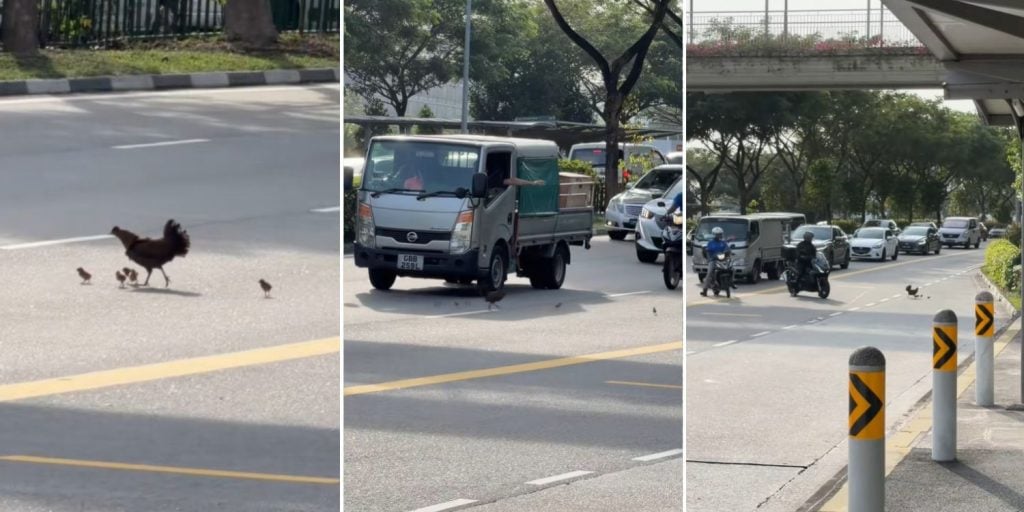 flock of chicken attempt to cross road