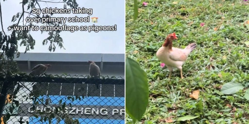 chickens primary school