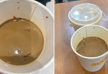 cockroach legs coffee subway