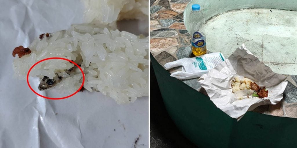 dead gecko sticky rice