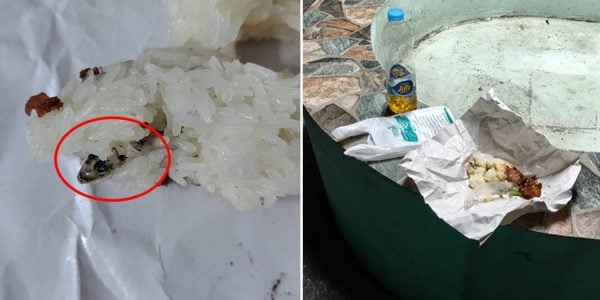 dead gecko sticky rice