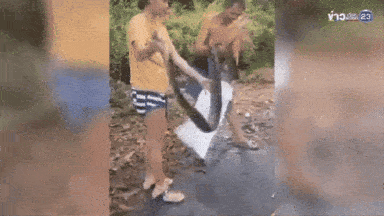 pregnant woman python cat