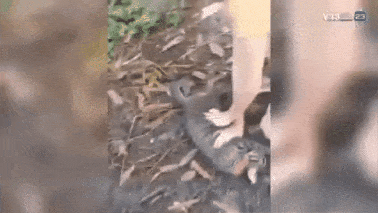 pregnant woman python cat