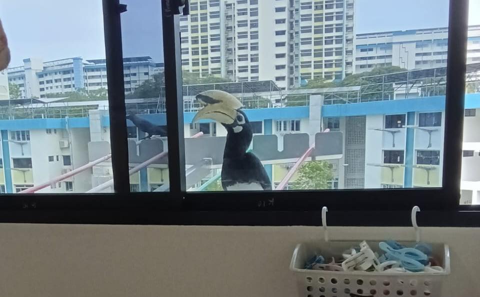 hornbill window knocking