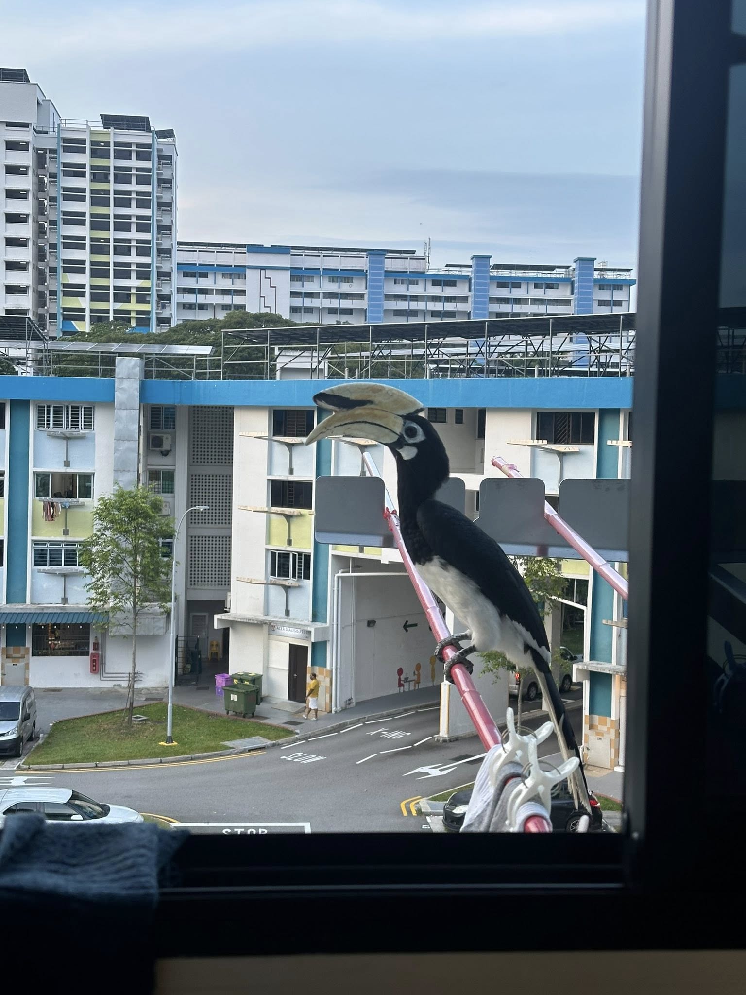 hornbill window knocking