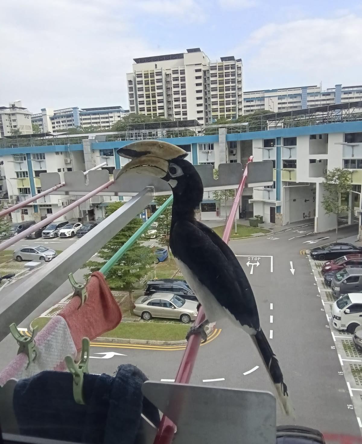 hornbill window knocking