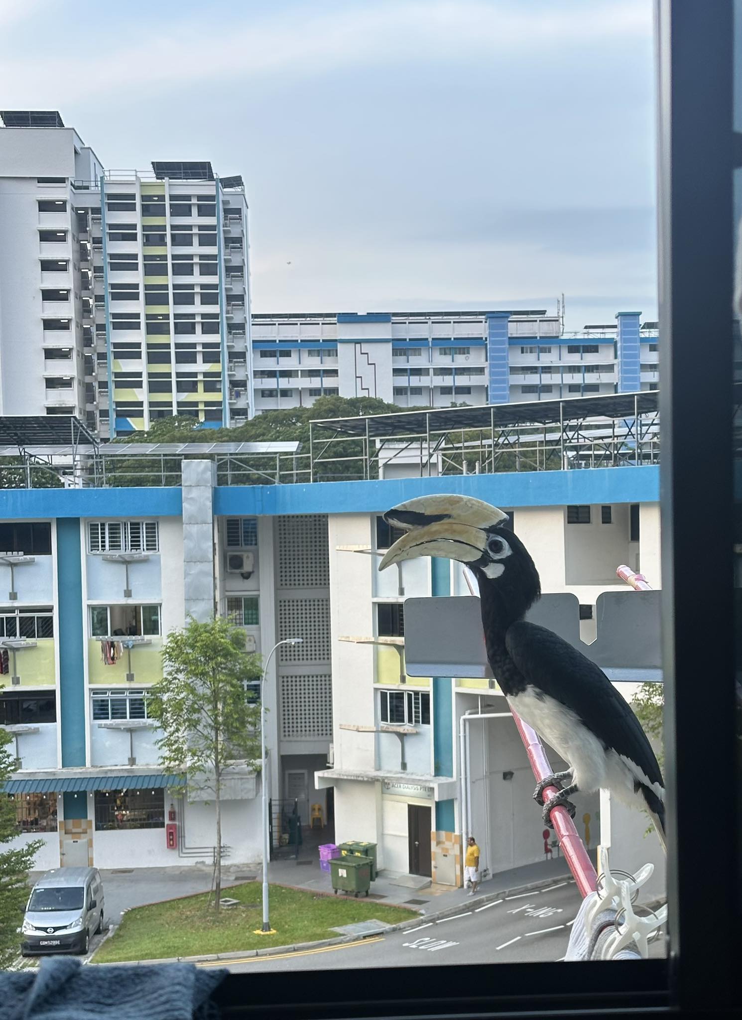 hornbill window knocking
