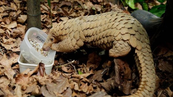 sunda pangolin in captivity