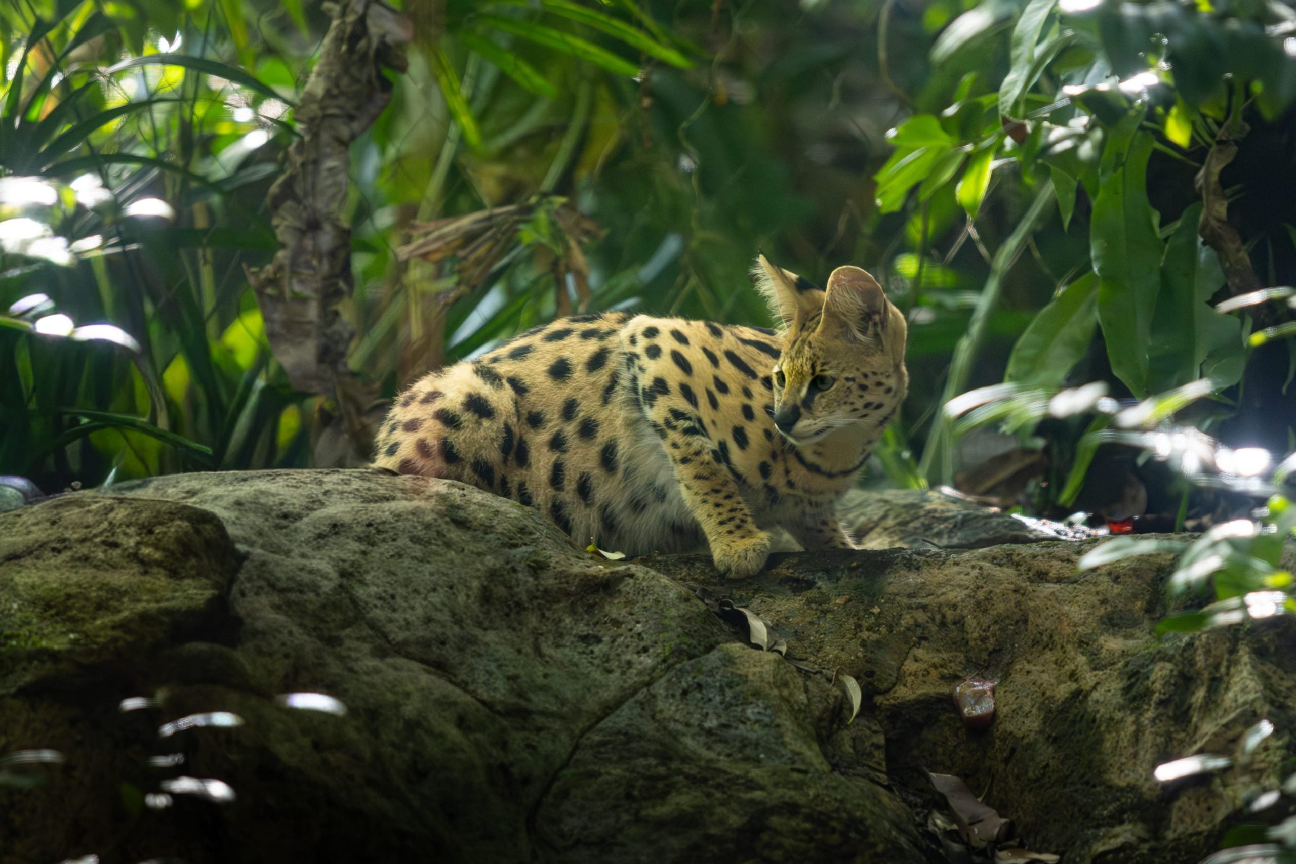 mandai wildlife baby