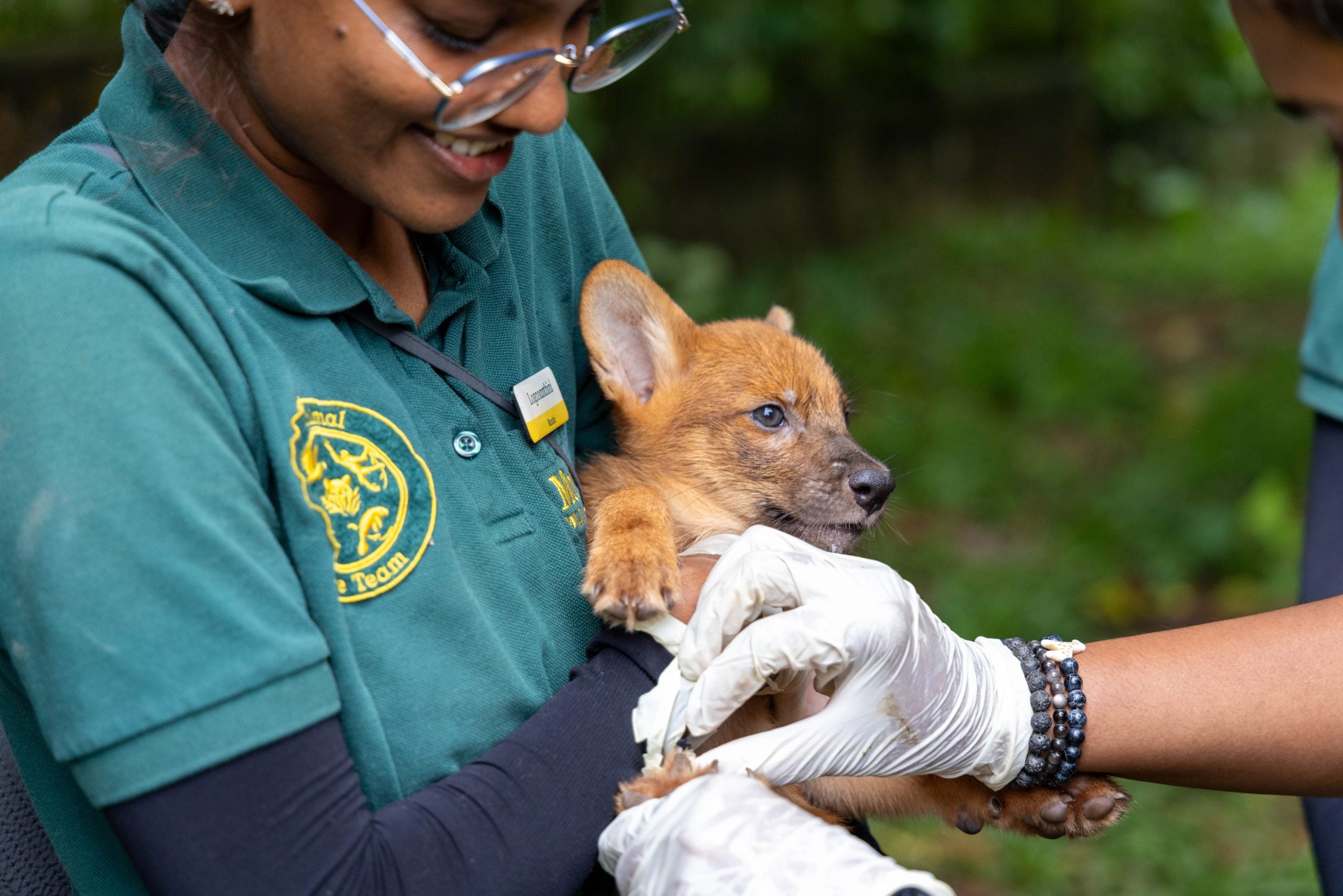 mandai wildlife baby