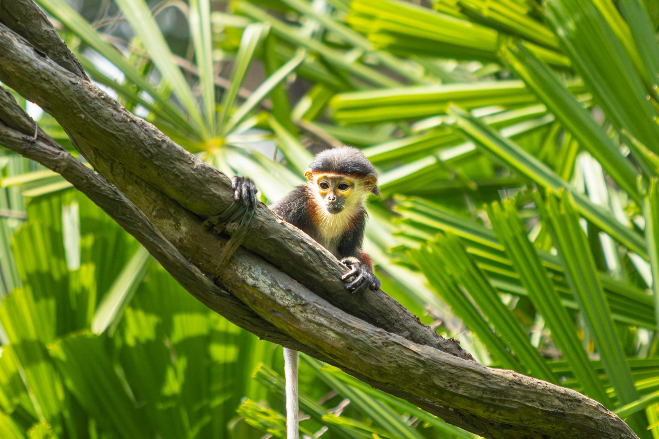 mandai wildlife baby