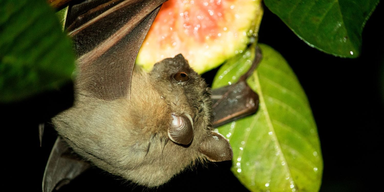 nipah virus explains bat