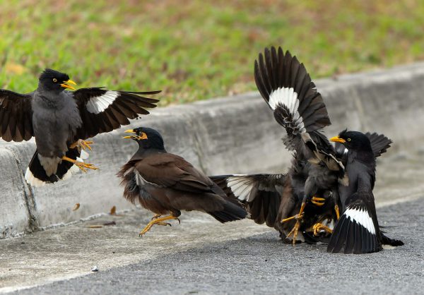 Java Myna Flying Common mynas & Javan mynas fight over territory at Marina Grove roadside